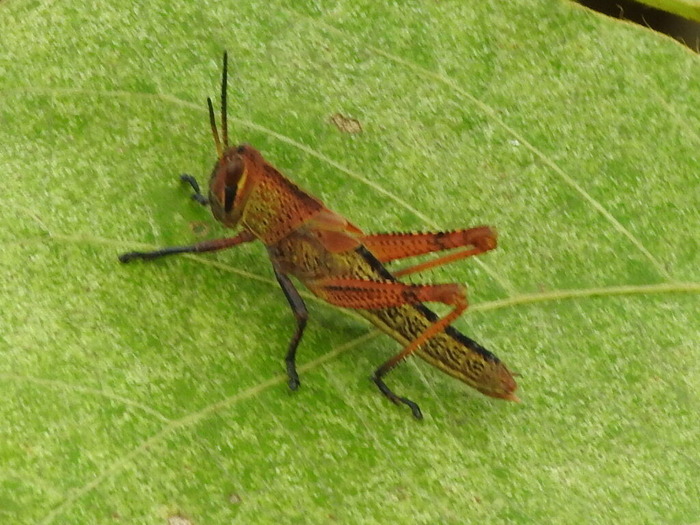 RSCN8771