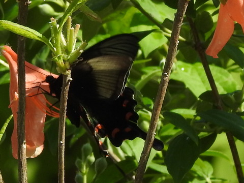 RSCN2687