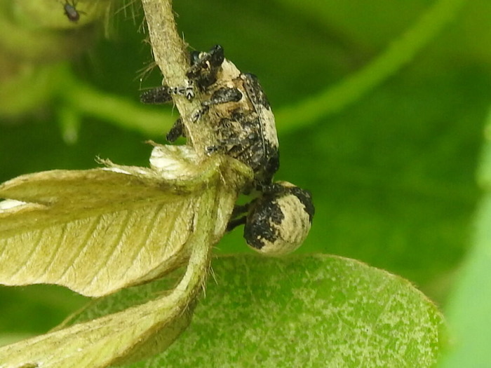 RSCN8171