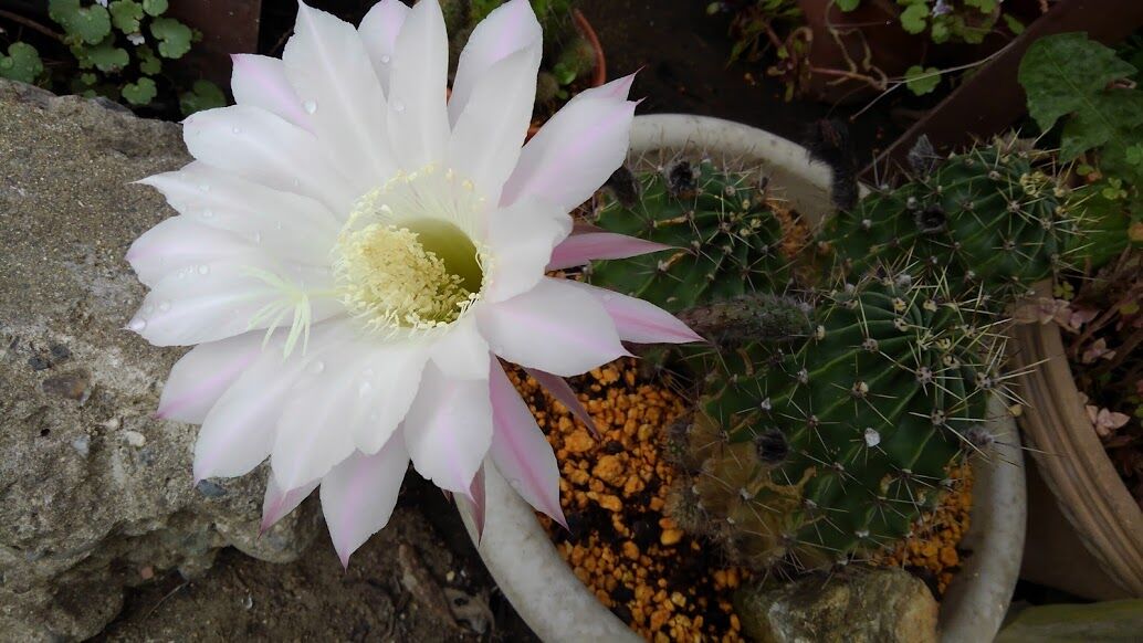 サボテンの花5 16 ノリスケのフォト日記 サボテンの花5 16 ノリスケのフォト日記