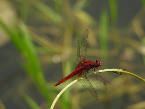 DSCN0512