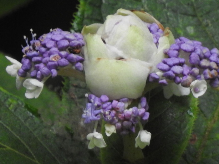 RSCN7113