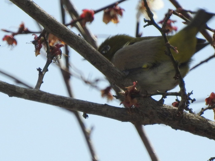 RSCN3352