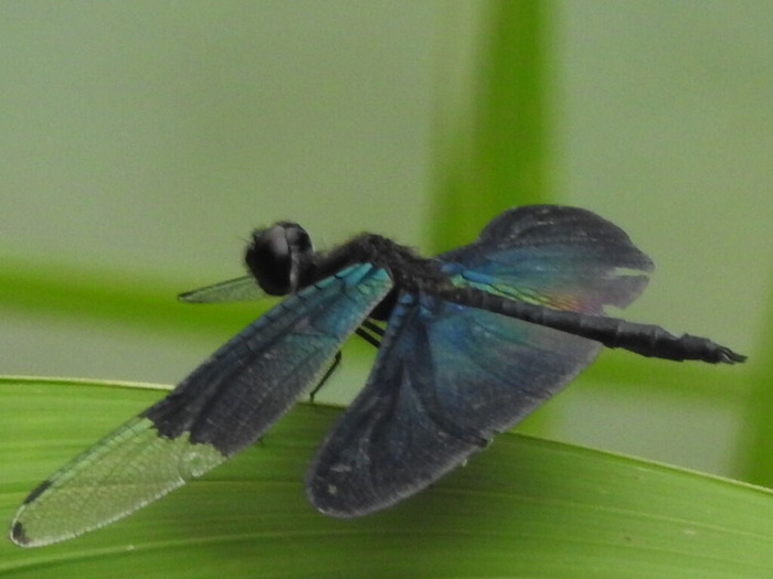 RSCN6838