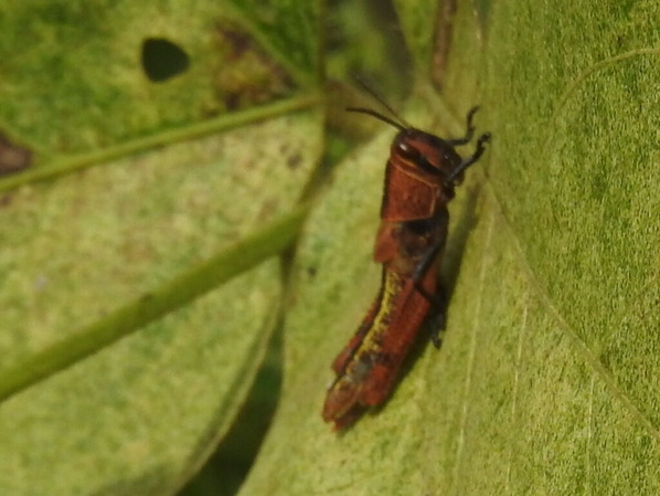 RSCN8814