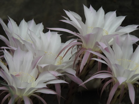 RSCN2851