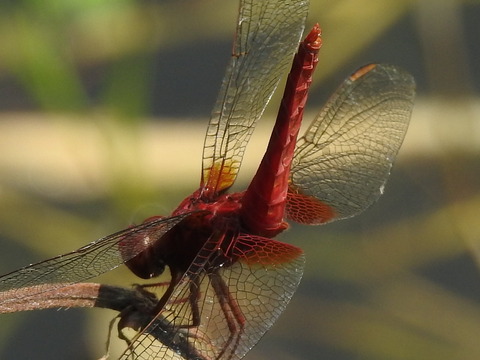 RSCN0527