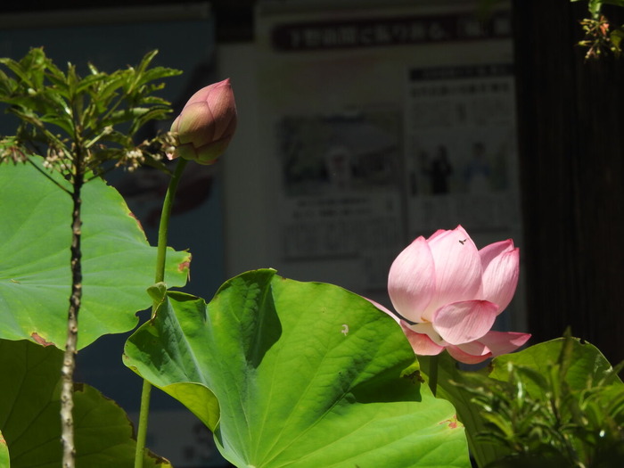 DSCN7048
