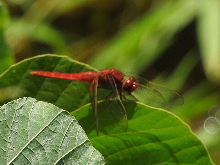 RSCN5674
