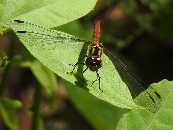 RSCN0382