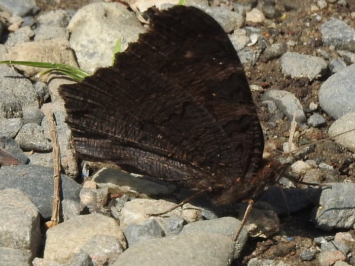 RSCN3220