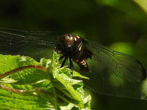 RSCN4796