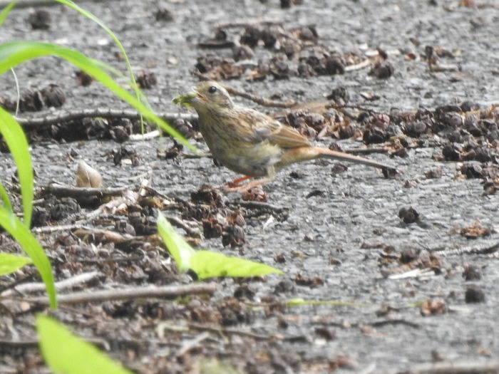 DSCN7434