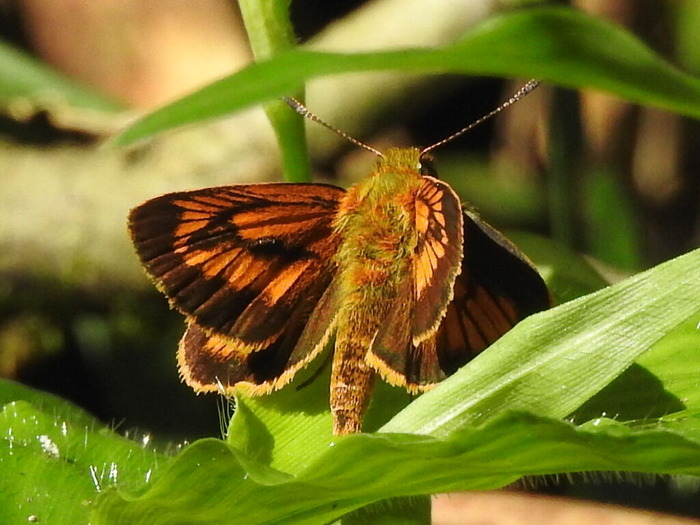 RSCN7640