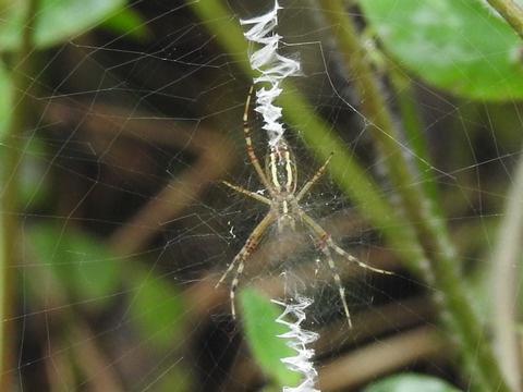 RSCN4427