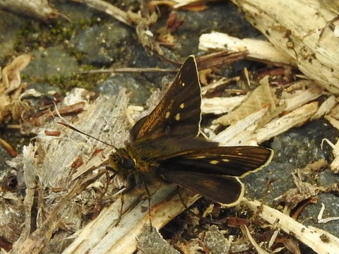 RSCN2592