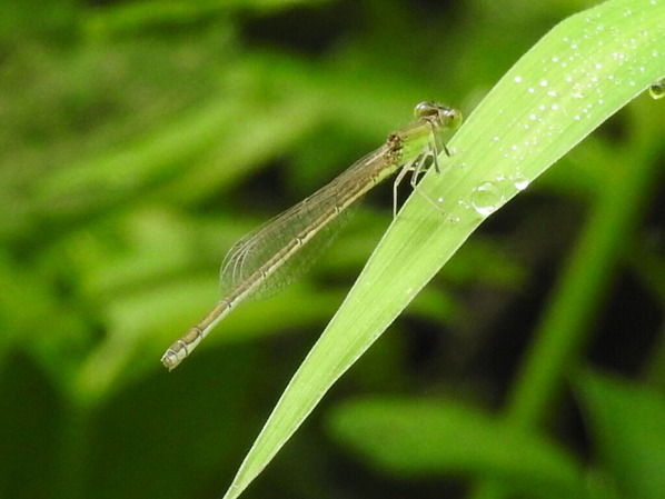 RSCN1876