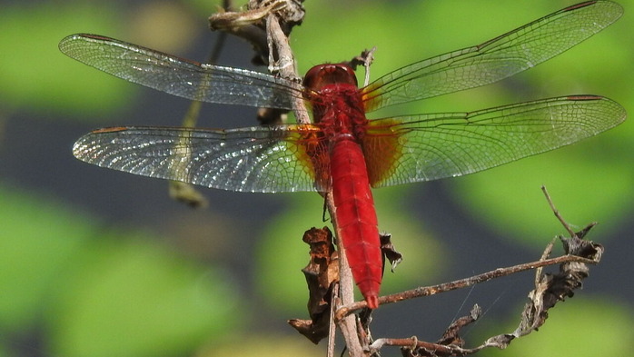 RSCN6313