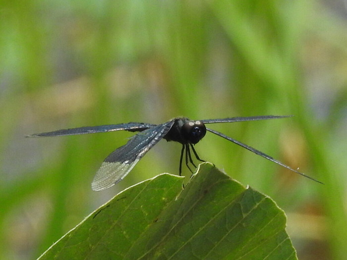 RSCN7728