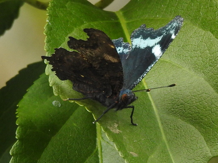 RSCN9468