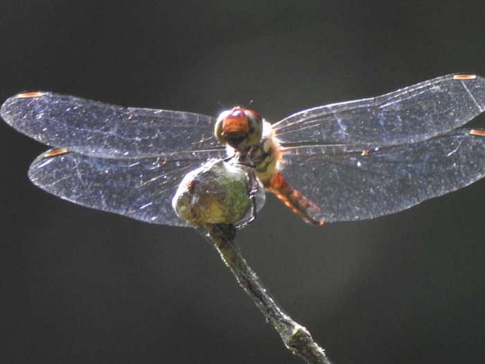 RSCN7652