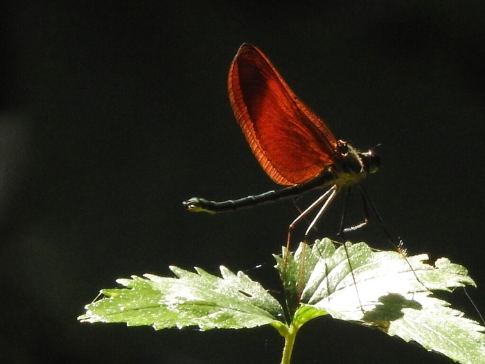RSCN5994