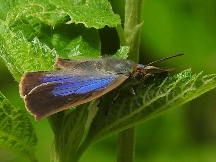 RSCN5828