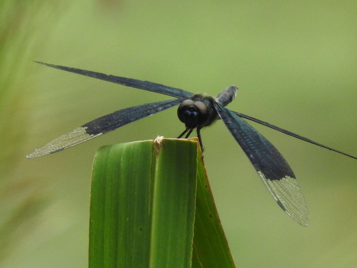 RSCN6862