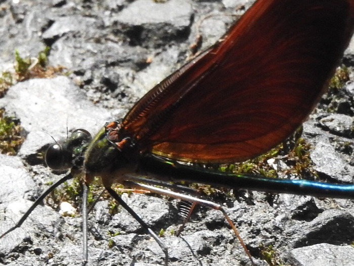 RSCN5497