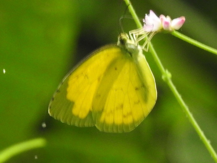 RSCN7946