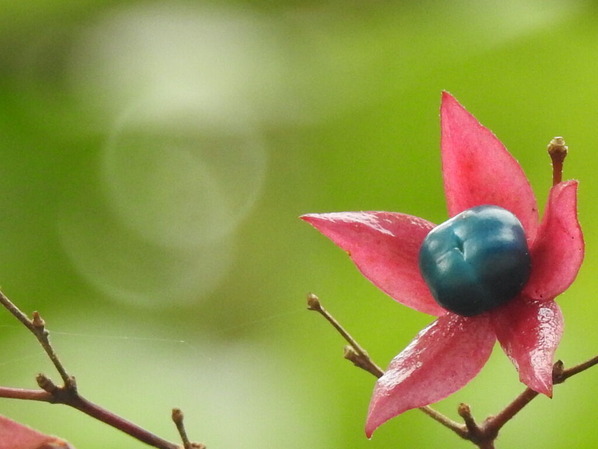 RSCN2755