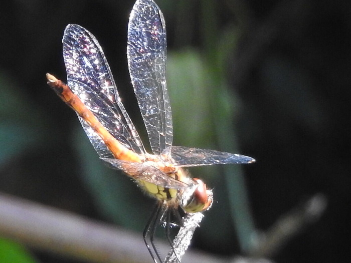 RSCN6957