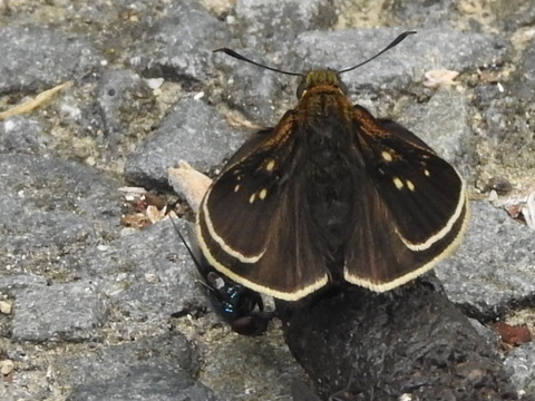 RSCN2595