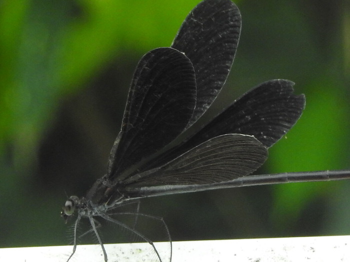 RSCN7425