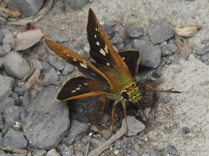 RSCN7772