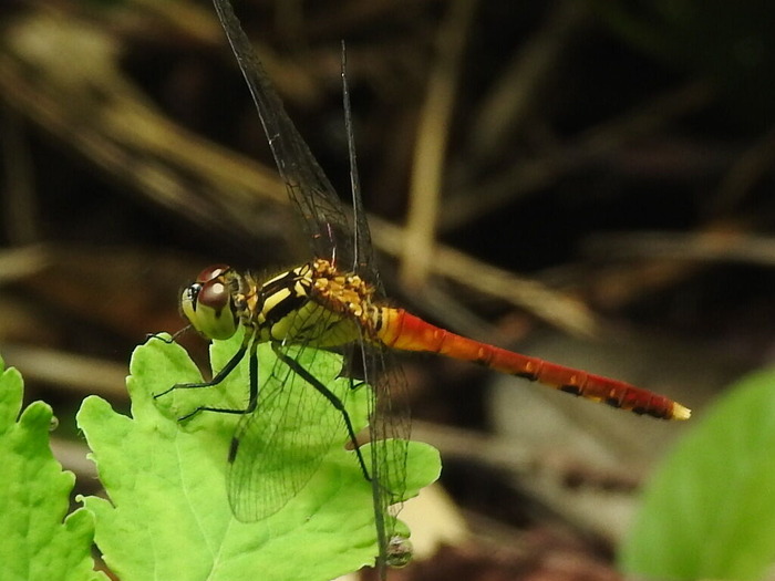 RSCN7103