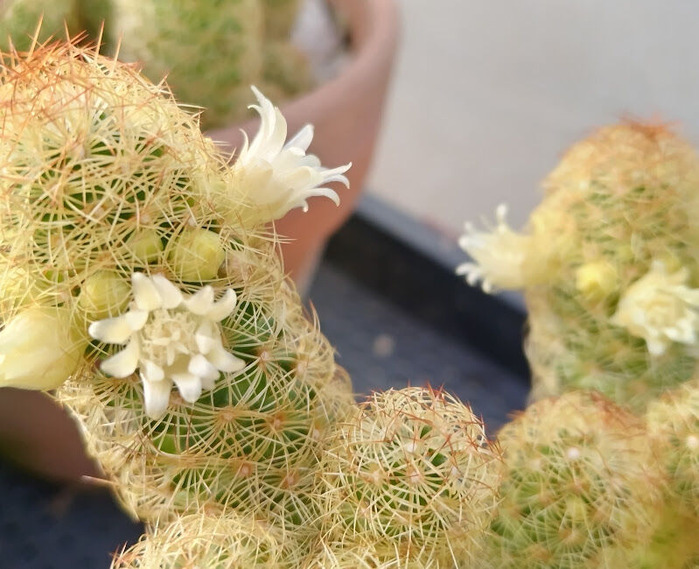 original_9b15eef6-e3be-45a9-b077-96e59f4439c5_DSC_0990 (1)