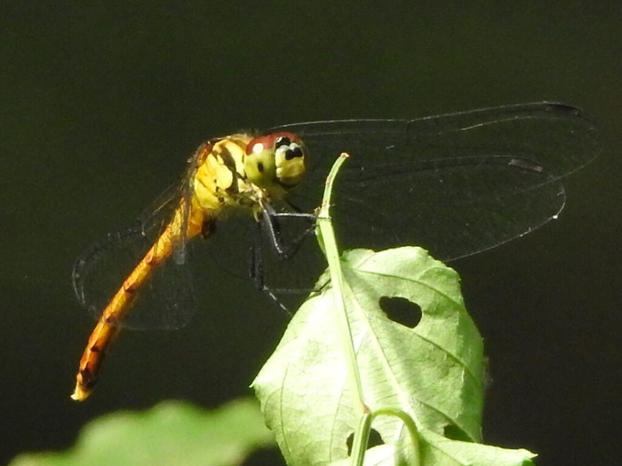 RSCN6876