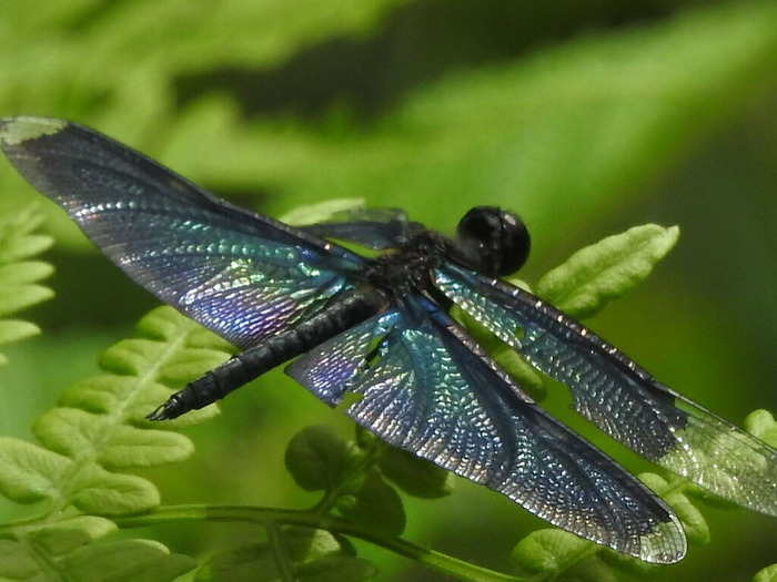 RSCN7729