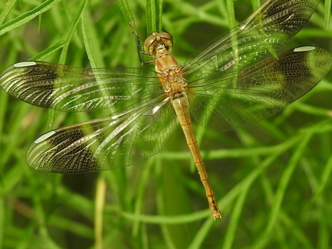 RSCN4221