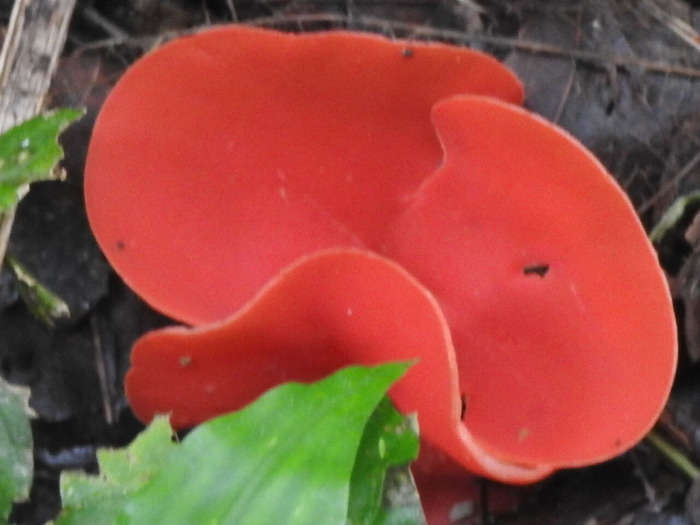 RSCN8651