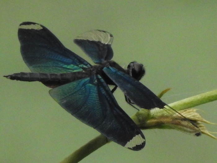 RSCN7109
