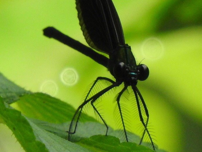 RSCN5954