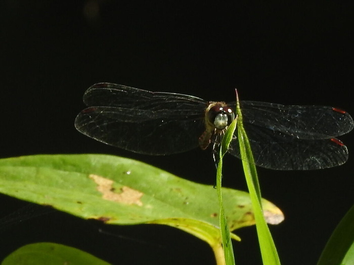 RSCN9040
