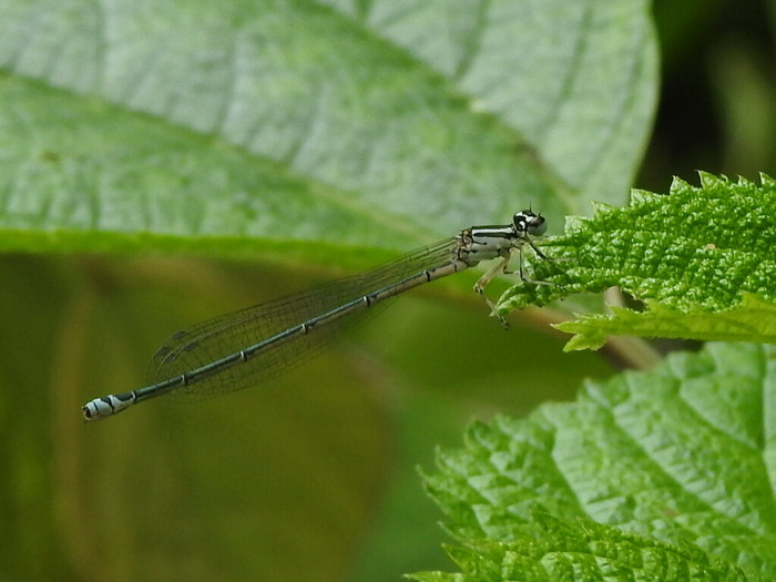 RSCN5635