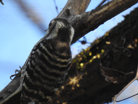 DSCN7038