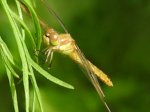 RSCN4227