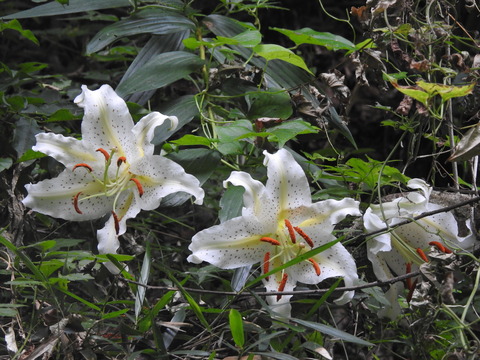 DSCN0625