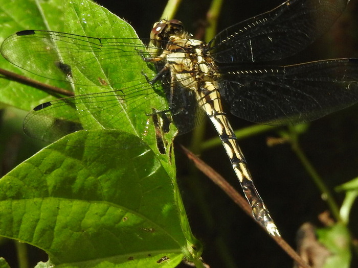 RSCN6968