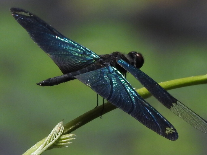 RSCN5839